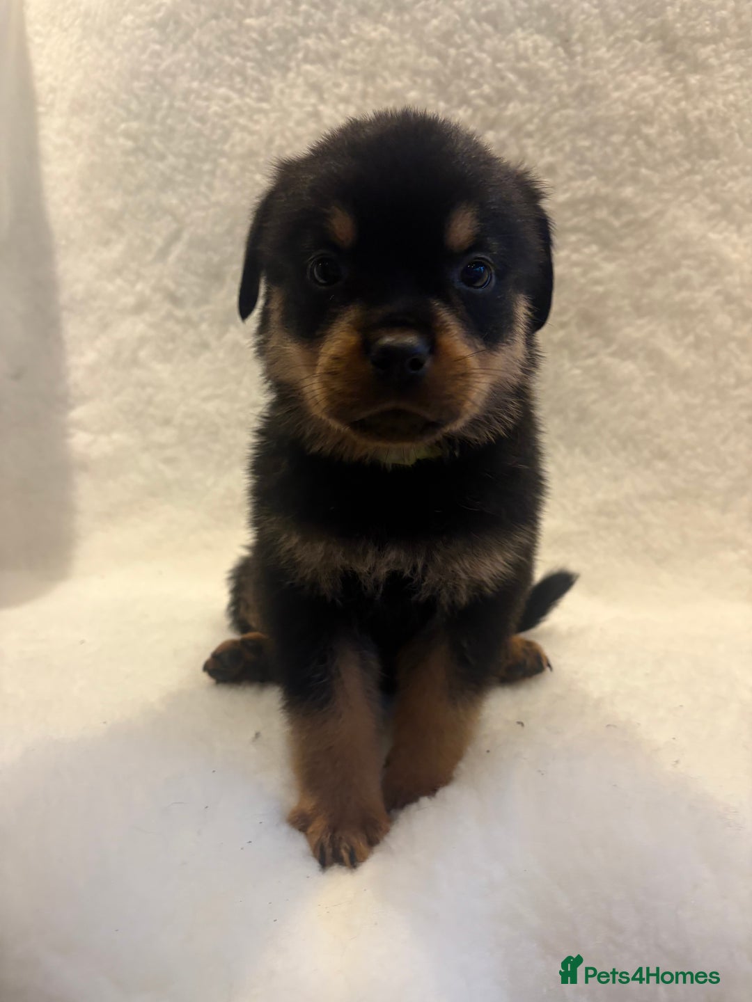 Rottweiler dogs for sale: ROTTWEILER PUPPIES. KC REG. - Advert 31