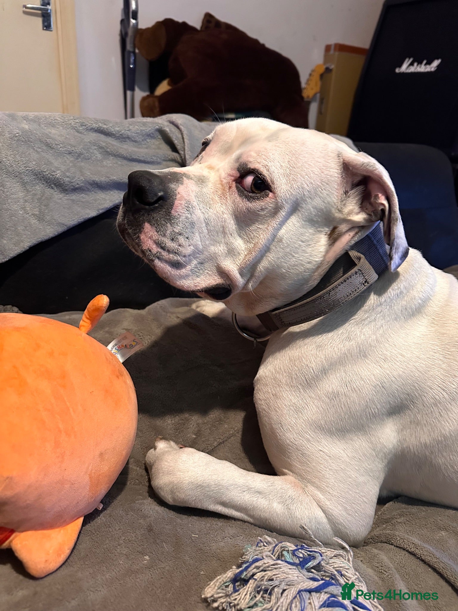 American Bulldog dogs good home needed - Advert 2