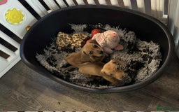 Miniature Dachshund dogs for sale: Miniature smooth haired dachshund puppies - Image 26