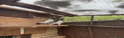 Pigeons birds for sale: Pakistani high flyers for sale  - Advert 7