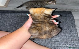 Mixed Breed cats for sale: 3 beautiful kittens looking for their forever home - Image 6