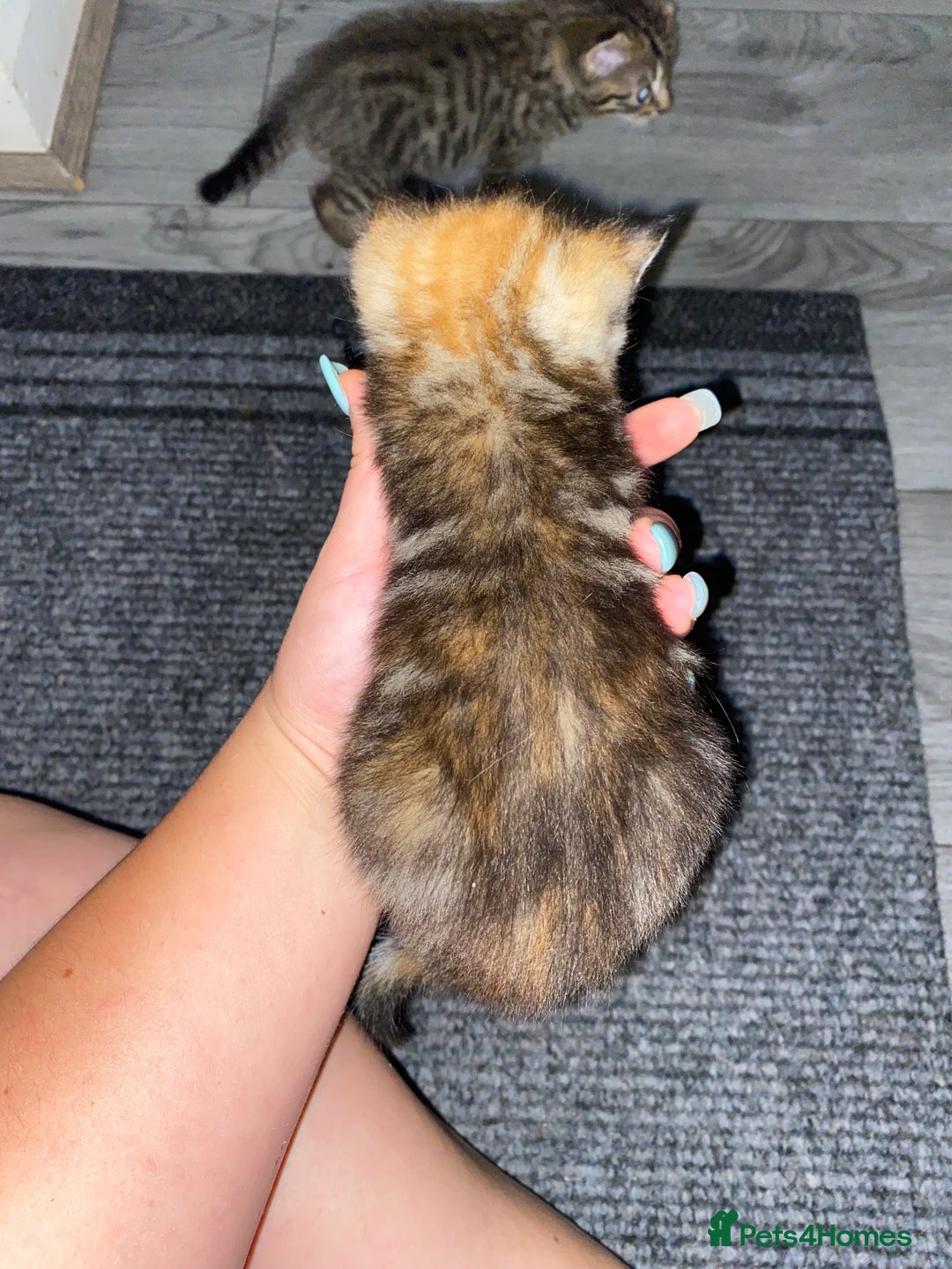 Mixed Breed cats for sale: 3 beautiful kittens looking for their forever home - Image 6