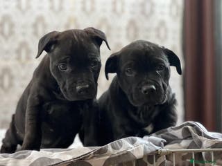 Staffordshire Bull Terrier dogs Stunning Staffordshire bull terrier puppy - Advert 14