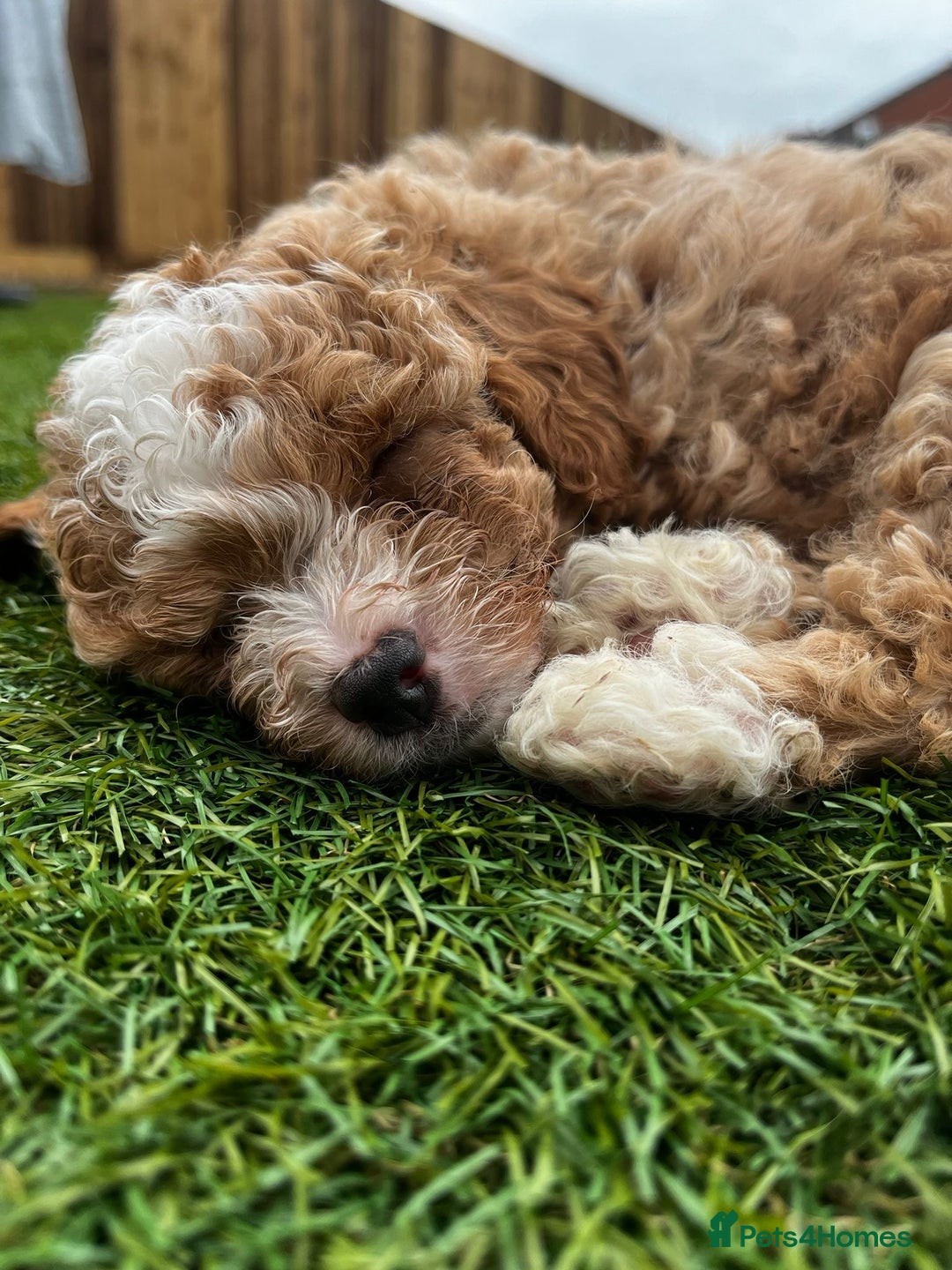 Cavapoo dogs for sale: Beautiful cavapoo puppies  - Image 15