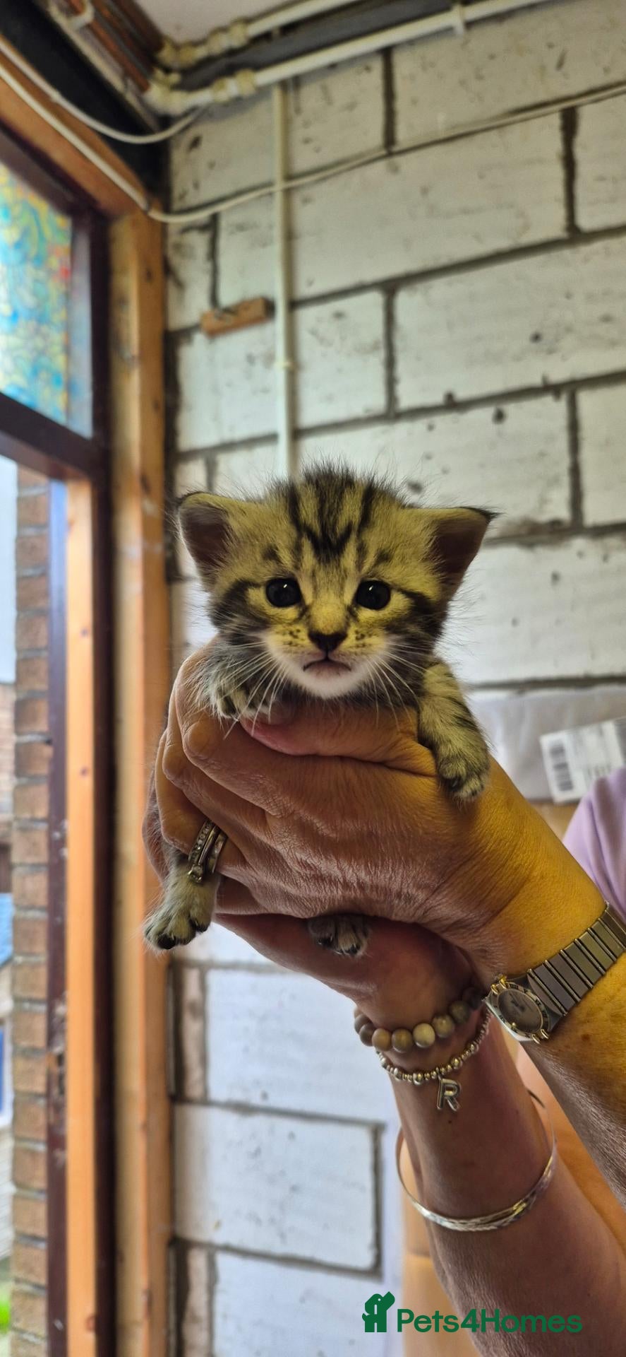 Mixed Breed cats Maine Coon Cross fluffy kittens  - Advert 1