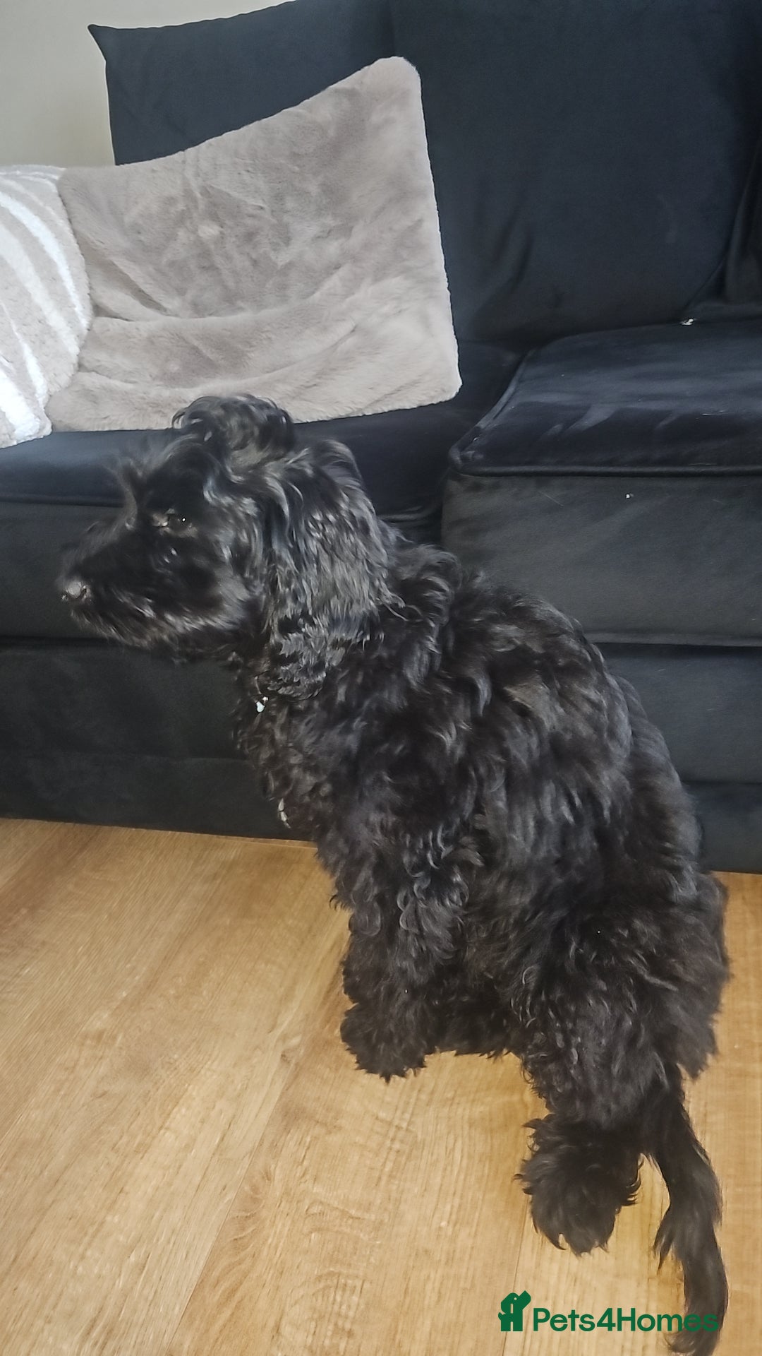Cockapoo dogs for sale: 4 month old male cockapoo  - Advert 2