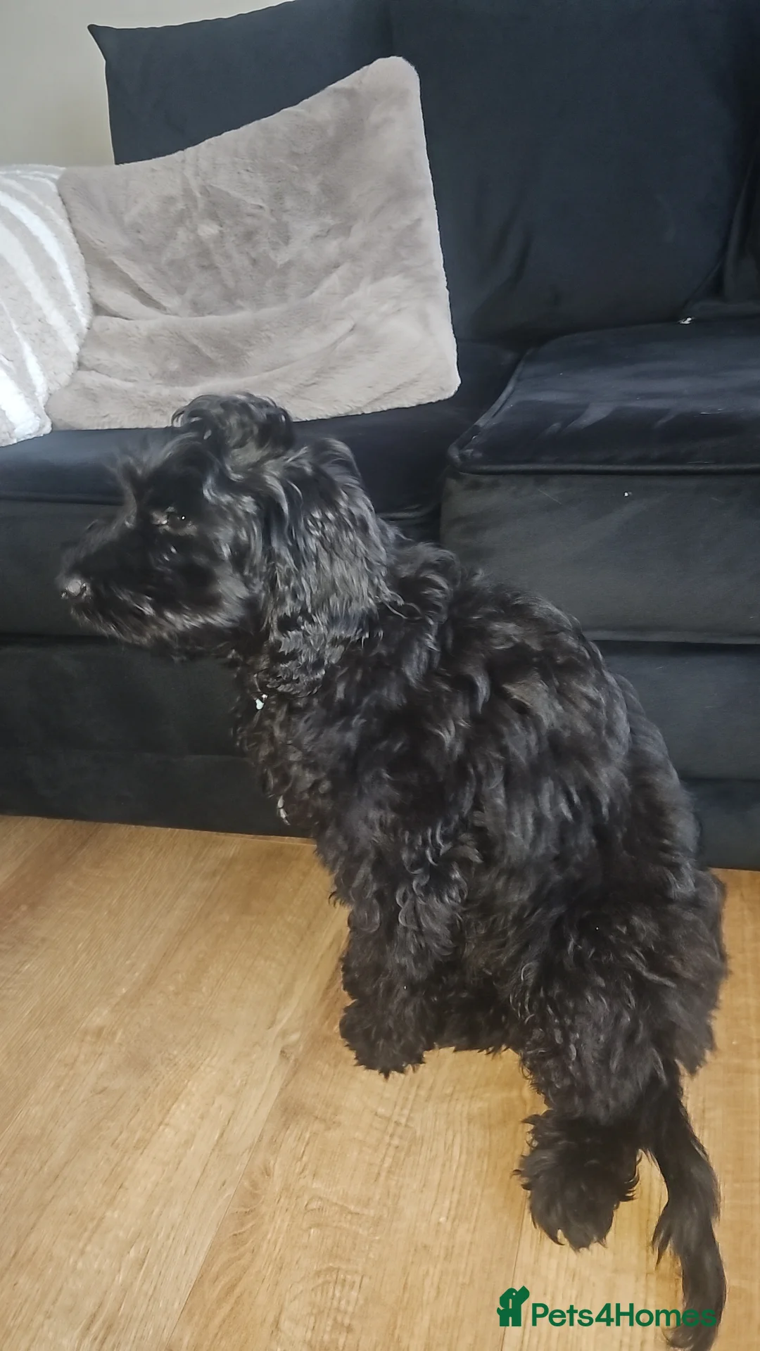Cockapoo dogs for sale: 4 month old male cockapoo  - Advert 2