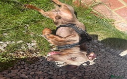 Miniature Dachshund dogs for sale: Isabella tan miniature dachshund  - Image 6