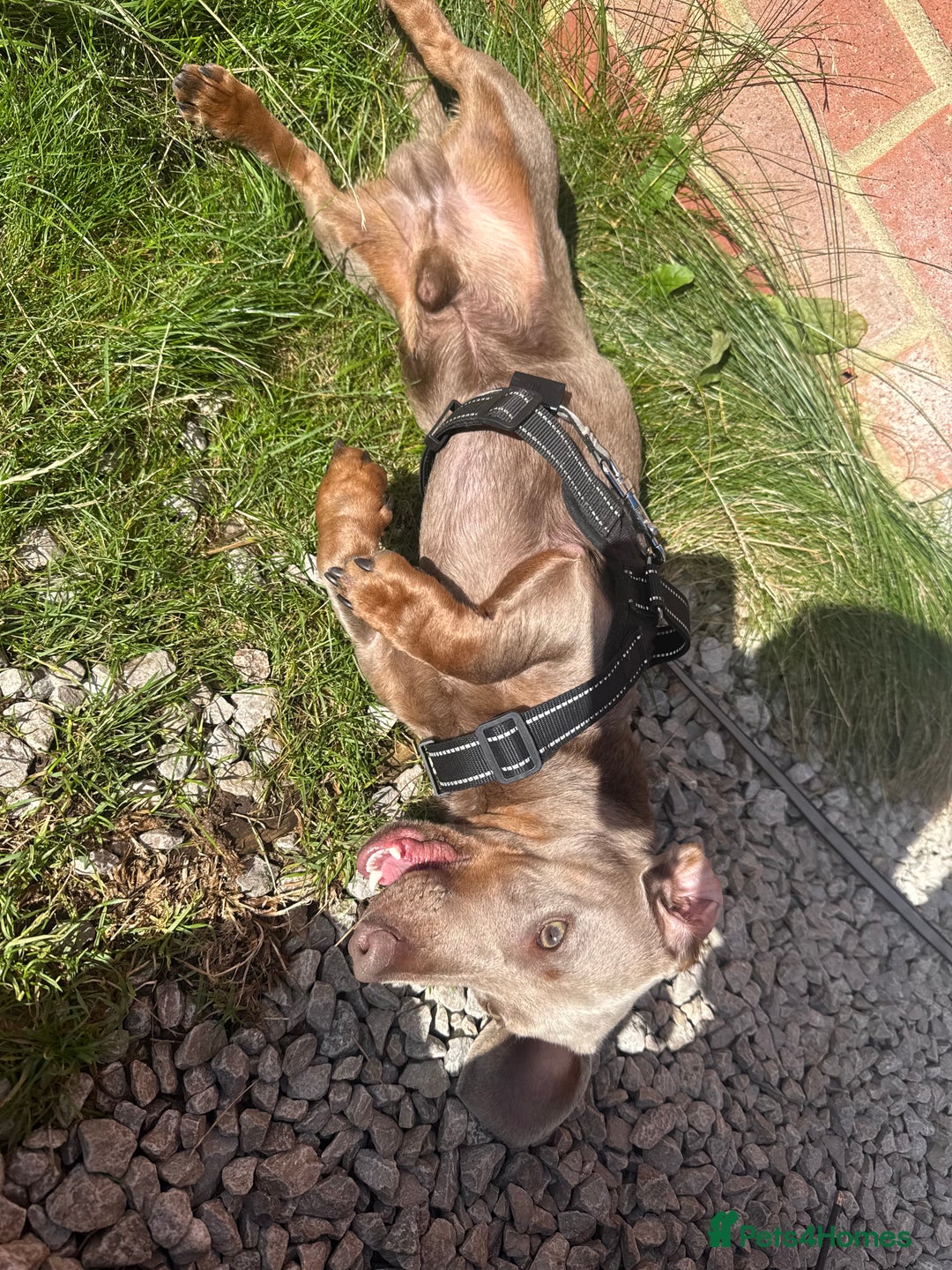 Miniature Dachshund dogs for sale: Isabella tan miniature dachshund  - Image 6