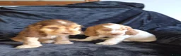Cocker Spaniel dogs for sale: Kc reg show cocker spaniel - Advert 13