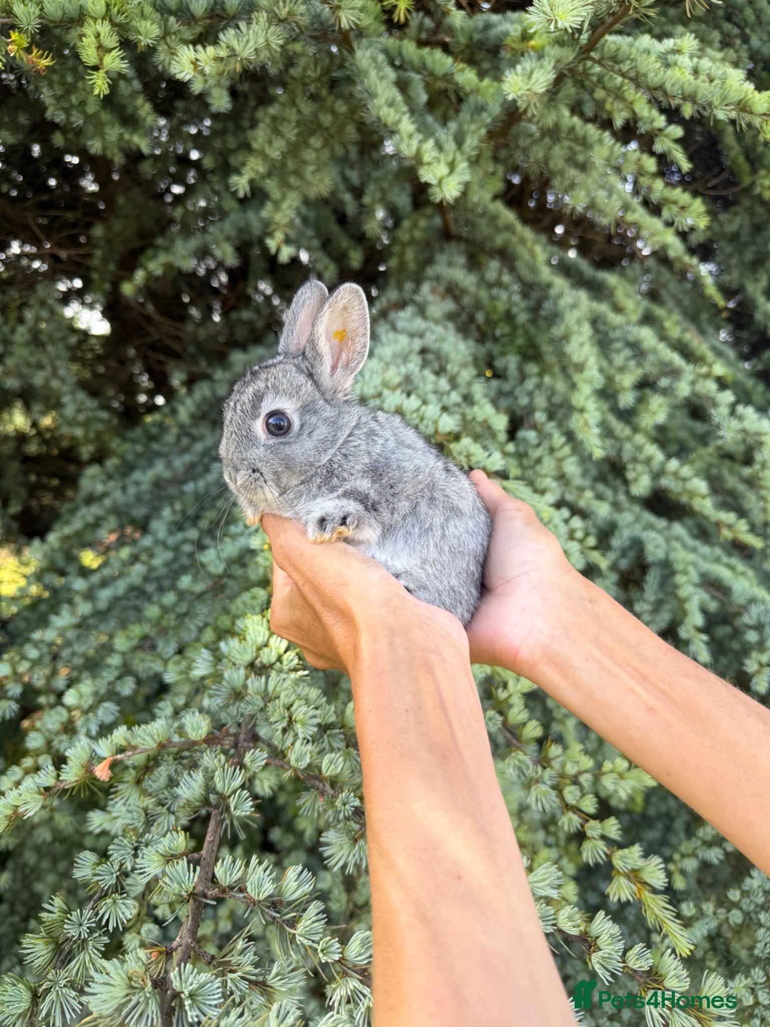 Netherland Dwarf rabbits for sale: Netherland Dwarf Baby Rabbits  - Advert 4