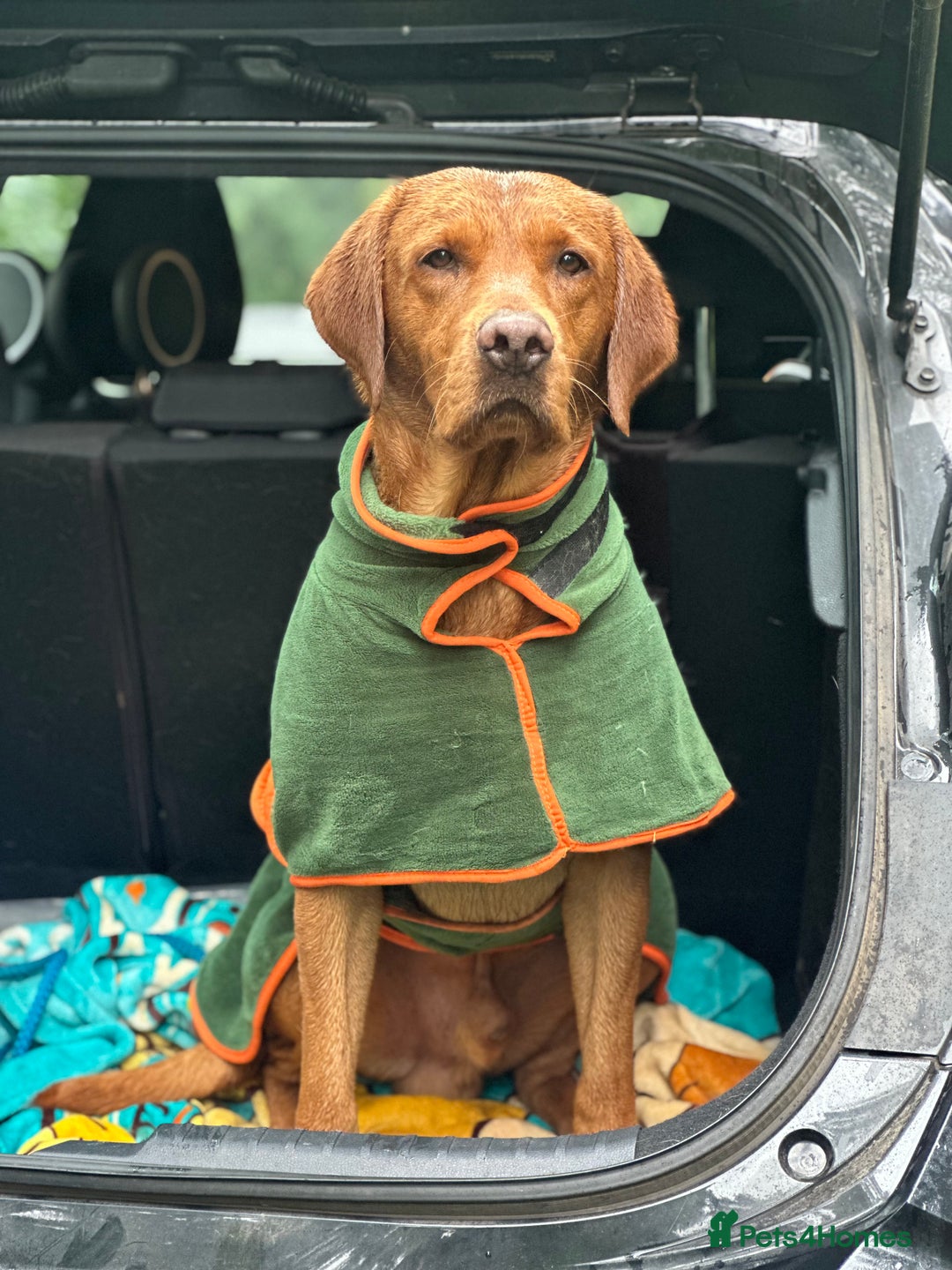 Labrador Retriever dogs for stud: Kc registered proven stud dog  - Advert 8