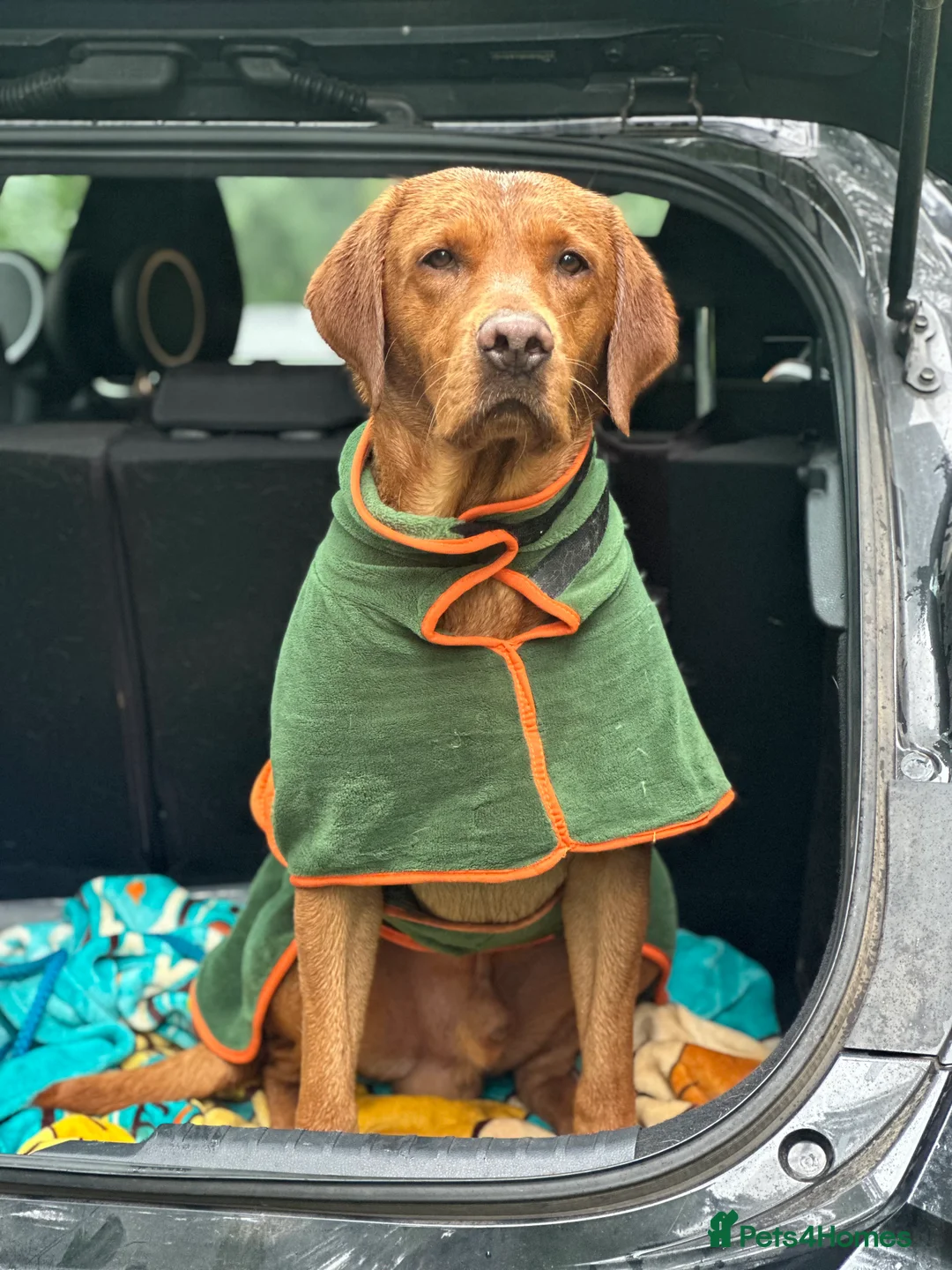 Labrador Retriever dogs for stud: Kc registered proven stud dog  - Advert 8