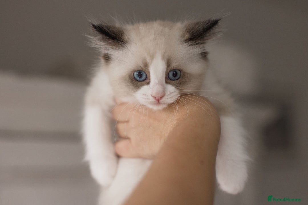 Ragdoll cats for sale: Bicolour and Lynx Ragdoll kittens - Advert 30