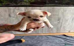 French Bulldog dogs for sale: French Bulldog Puppies - Image 3