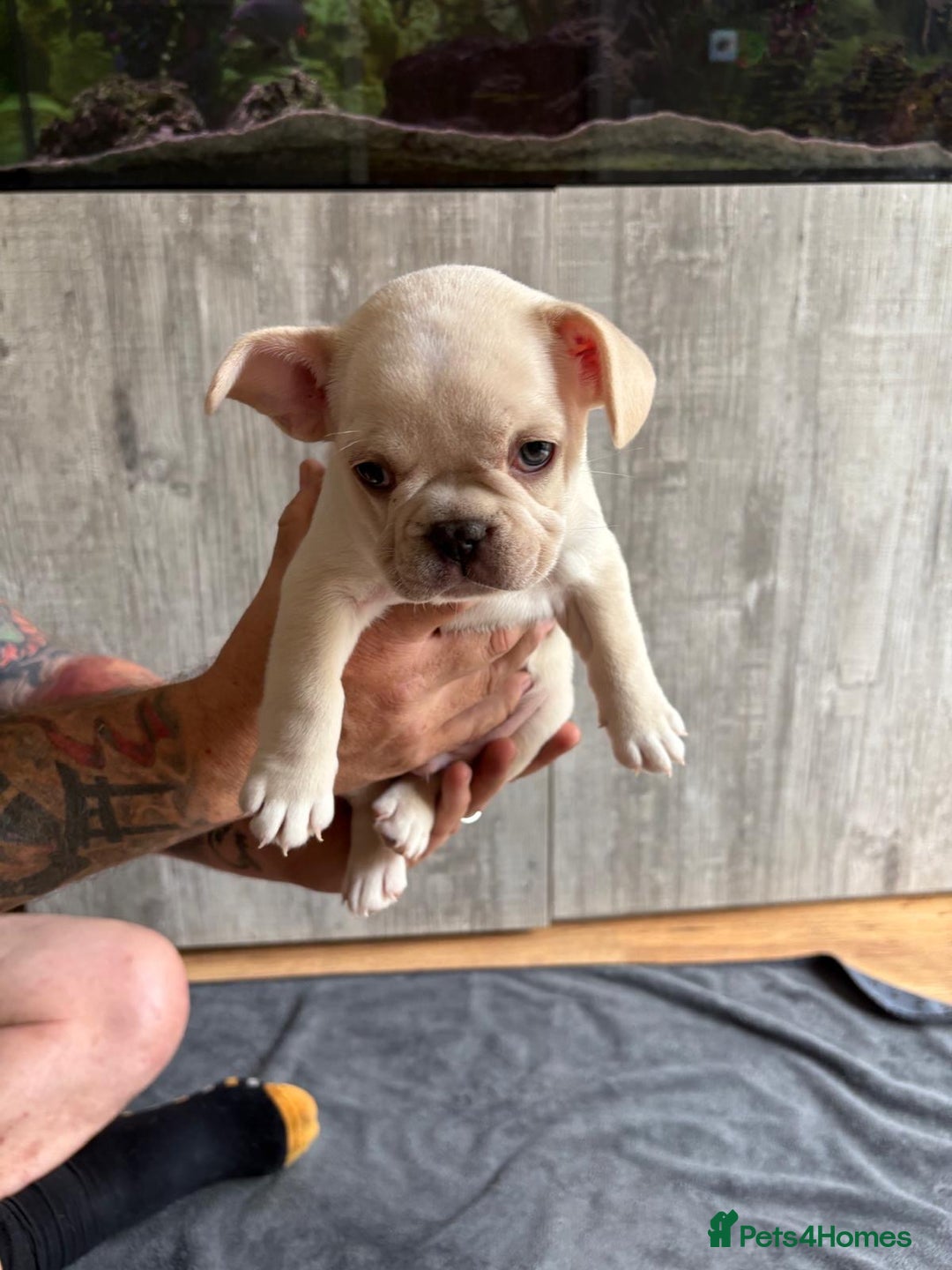 French Bulldog dogs for sale: French Bulldog Puppies - Image 3