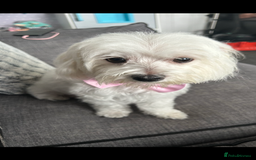 Maltipoo dogs for sale: F1 maltipoos  - Image 3