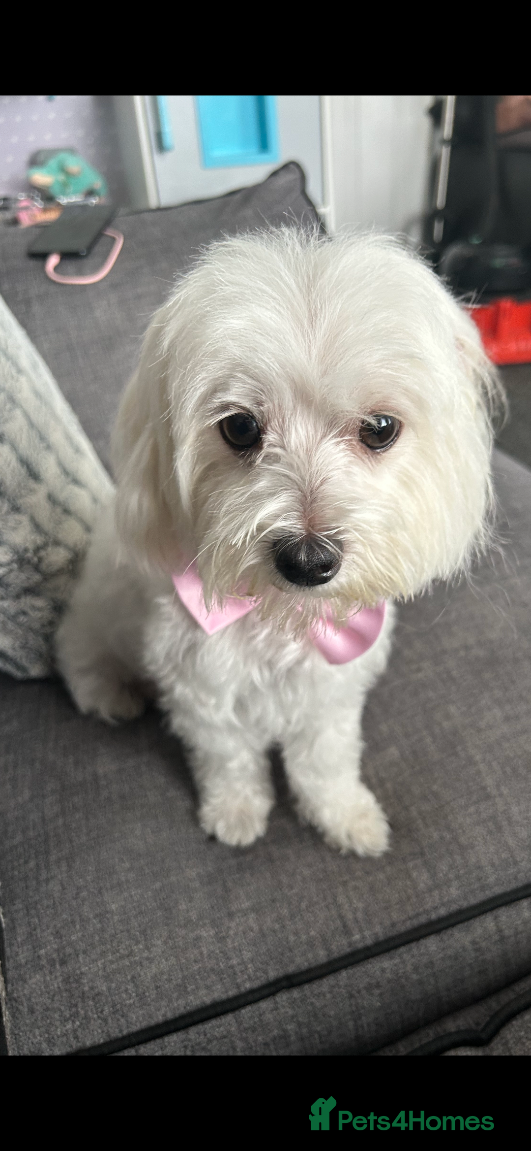 Maltipoo dogs for sale: F1 maltipoos  - Image 3