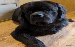 Mixed Breed dogs for sale: 🐾Loving Home Wanted – Newfoundland x St Bernard🐾 - Image 3