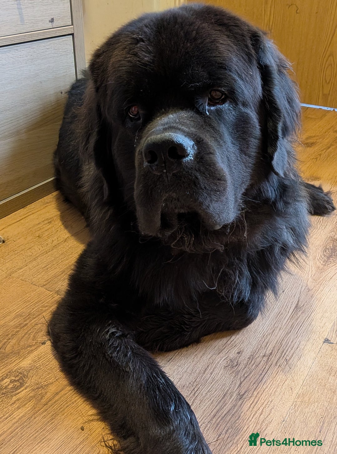 Mixed Breed dogs for sale: 🐾Loving Home Wanted – Newfoundland x St Bernard🐾 - Image 3