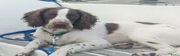 English Springer Spaniel dogs for sale: Rehoming much loved pup in Skegness - Advert 13