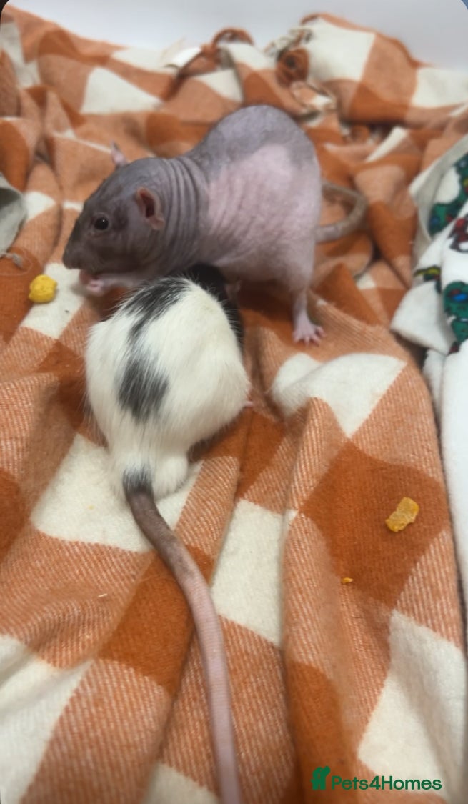 Rat rodents Hairless rat URGENTLY NEED GONE in Clacton-on-Sea - Advert 1
