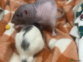 Rat rodents Hairless rat URGENTLY NEED GONE in Clacton-on-Sea - Advert 1