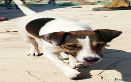 Jack Russell dogs for adoption: Vekku ,A Little Dog with a Big Heart ❤️  - Image 7