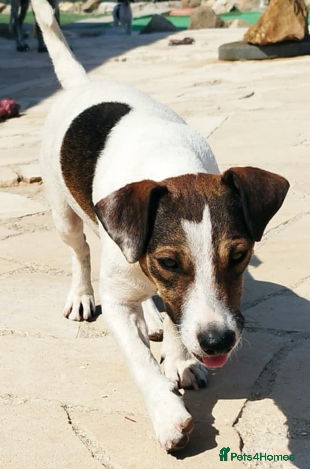 Jack Russell dogs for adoption: Vekku ,A Little Dog with a Big Heart ❤️  - Image 7