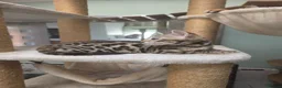 Bengal cats for sale: TICA REGISTERED BROWN ROSETTED BENGAL KITTENS  - Advert 18