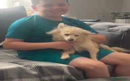 Pomeranian dogs for sale: Pomeranian girl  - Advert 4