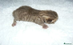 British Shorthair cats for sale: Pedegree British Blue + Tabby Shorthair Kittens - Image 8