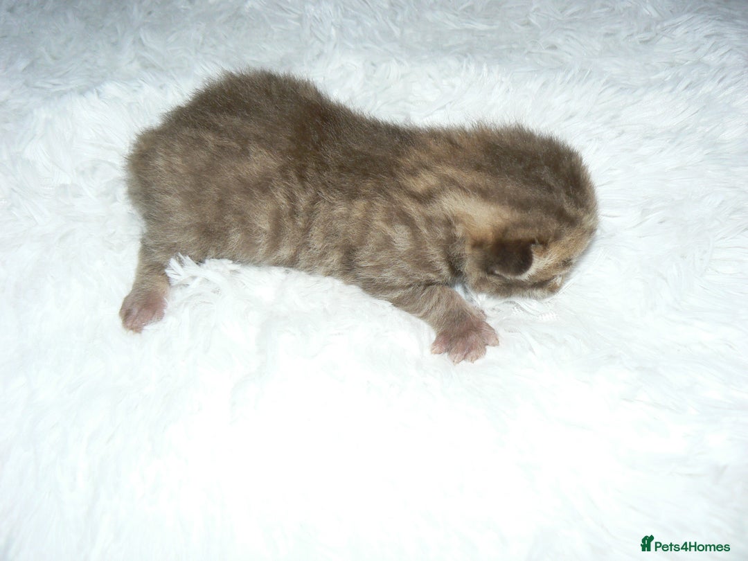 British Shorthair cats for sale: Pedegree British Blue + Tabby Shorthair Kittens - Image 8