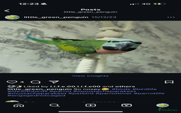 Parakeets birds for sale: Moustache Parakeet - Image 6