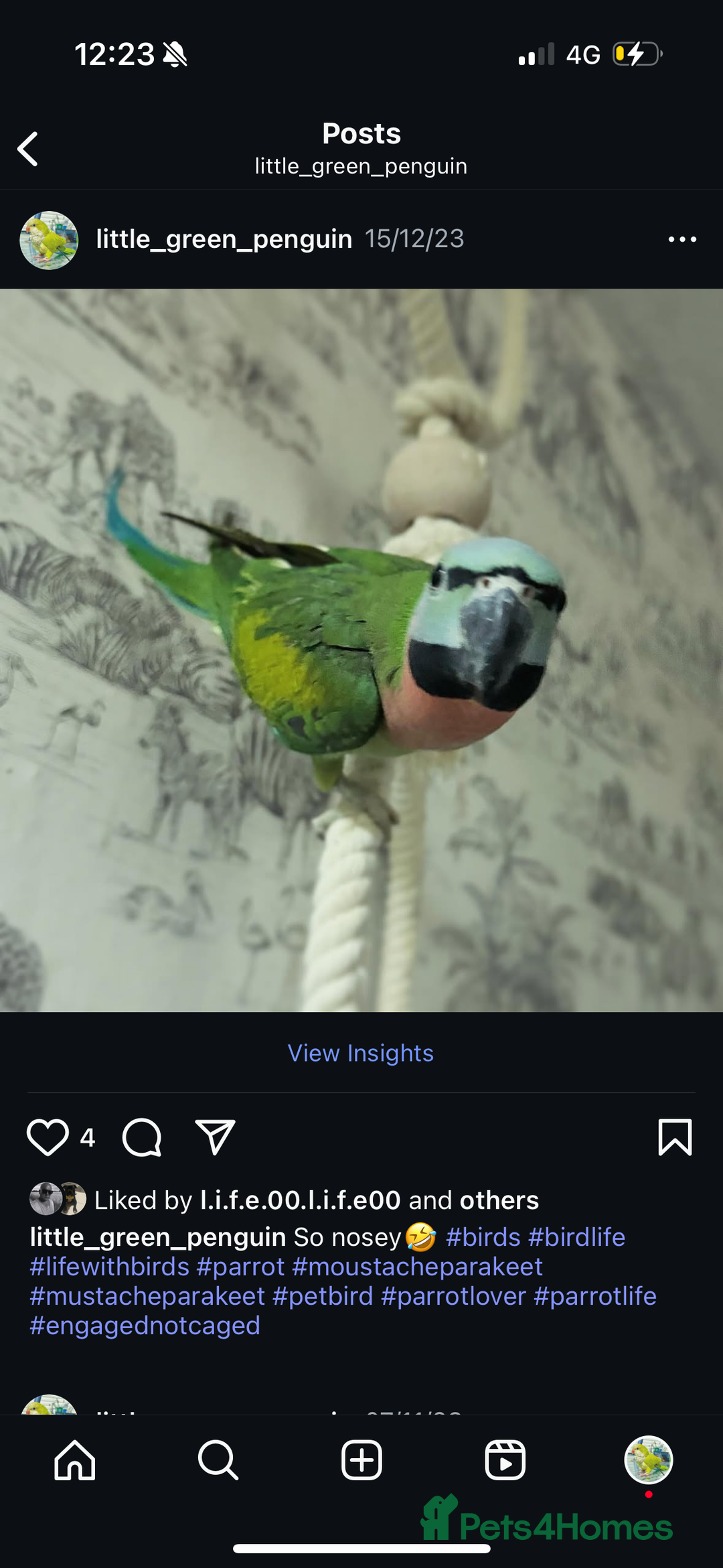 Parakeets birds for sale: Moustache Parakeet - Image 6