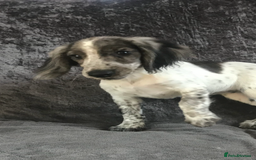 Cocker Spaniel dogs for sale: Cocker Spaniel Puppies For Sale - Image 5