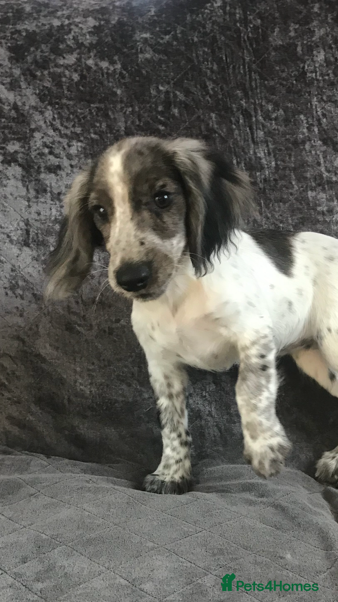 Cocker Spaniel dogs for sale: Cocker Spaniel Puppies For Sale - Image 5