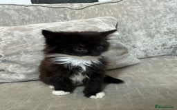 Mixed Breed cats for sale: 9 week old kittens - Image 5
