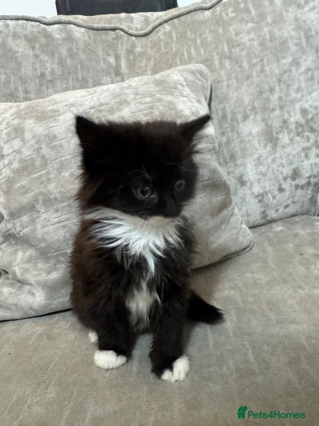 Mixed Breed cats for sale: 9 week old kittens - Image 5