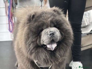 Chow Chow dogs in Leeds - Advert 9