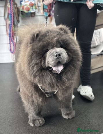 Chow Chow dogs in Leeds - Advert 1