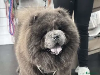 Chow Chow dogs Buddy the blue chow chow in Leeds - Advert 1