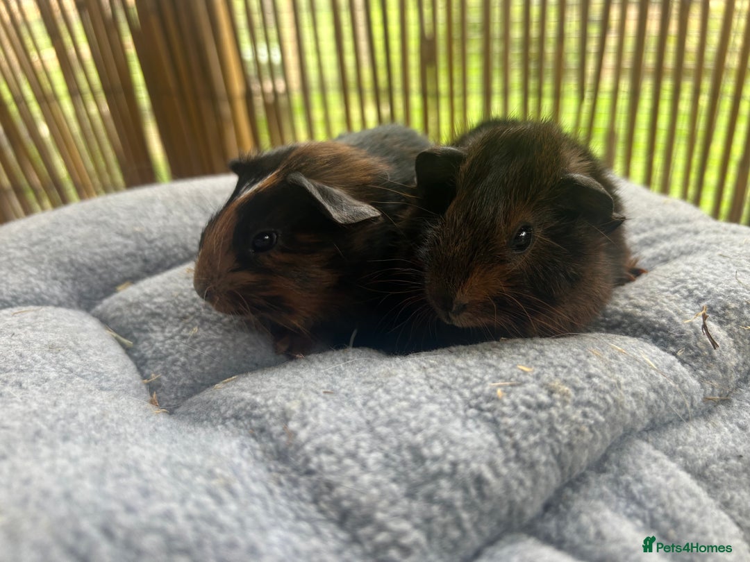 Guinea Pig rodents for sale: Baby guinea pigs - 2 male 2 female in London - Image 5