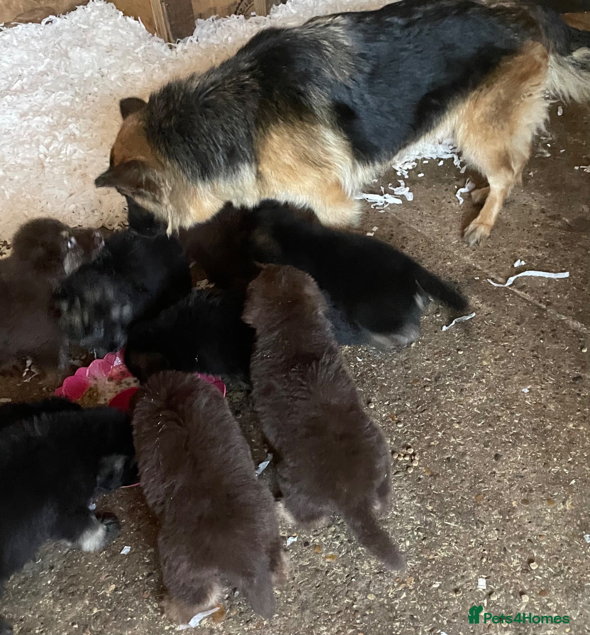 German Shepherd dogs German shepherd puppies  - Advert 1