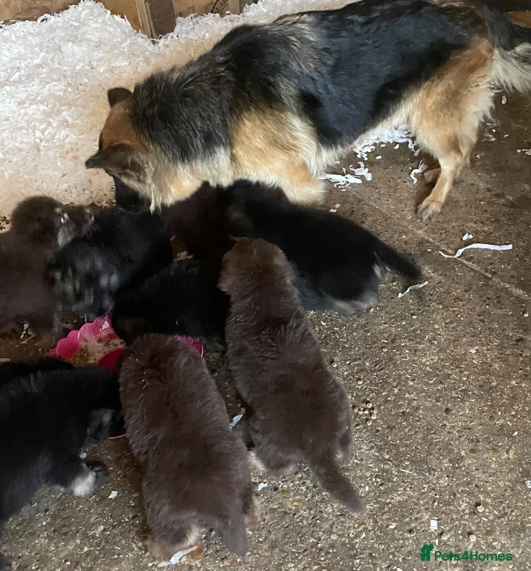 German Shepherd dogs for sale: German shepherd puppies  - Advert 1