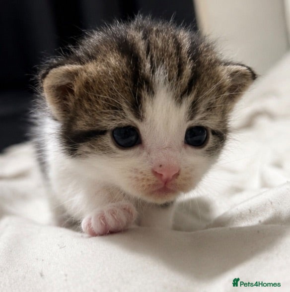 Mixed Breed cats Ragdoll x tabby kittens  - Advert 21