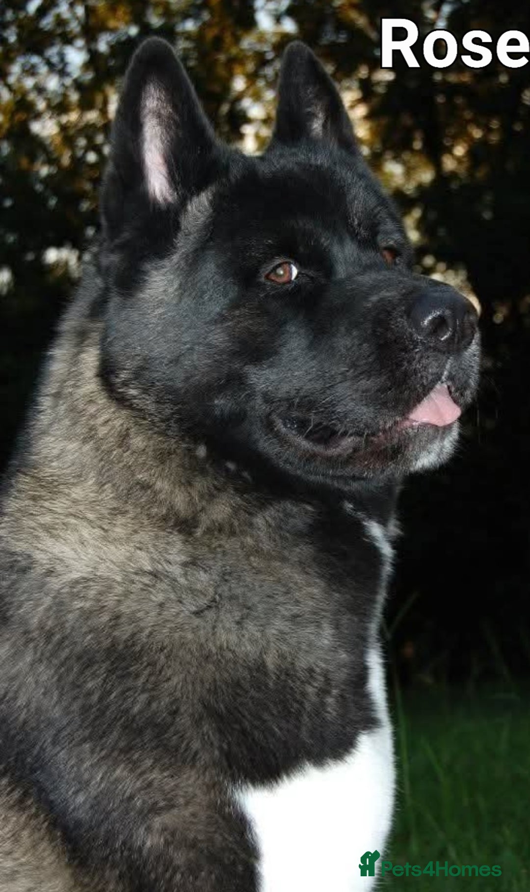 Akita dogs for sale: Akita pups - Advert 2