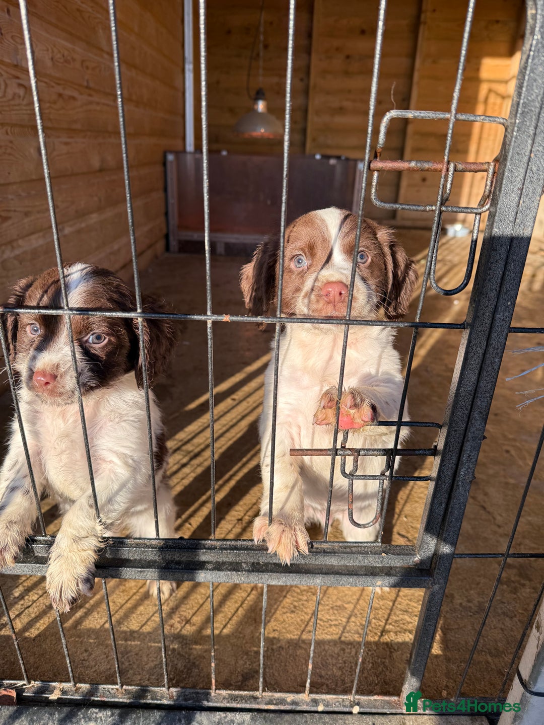 English Springer Spaniel dogs for sale: English Springer Spaniels  - Advert 4