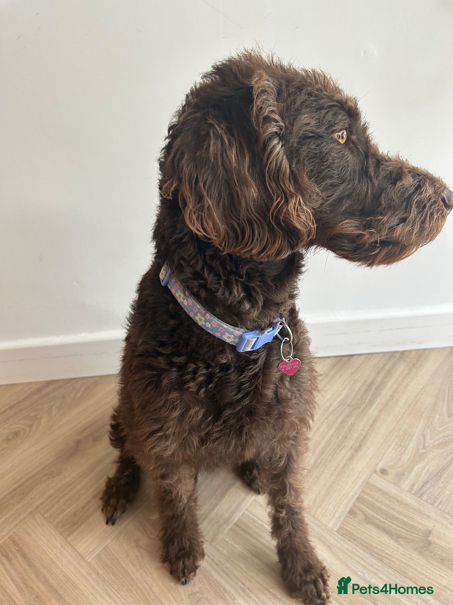 Labradoodle dogs Labradoodle puppies LAST 2 remaining! - Advert 6