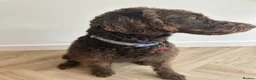 Labradoodle dogs for sale: Labradoodle puppies LAST 1 remaining! - Advert 5